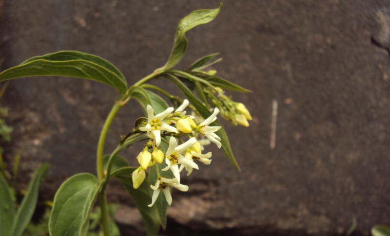 Dal Trentino - Vincetoxicum hirundinaria